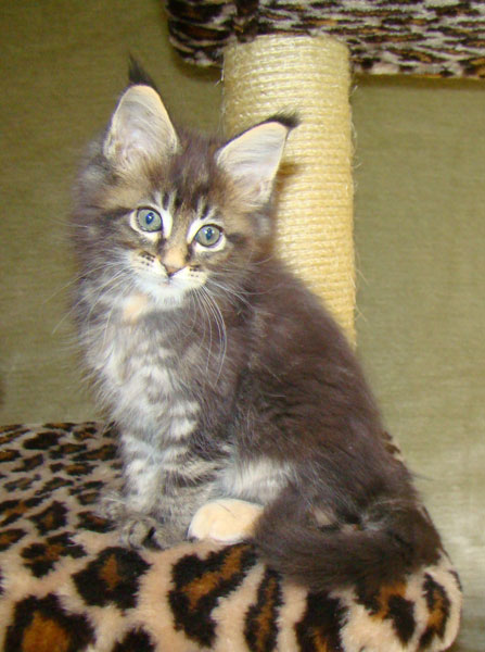     Catsvill County!   !    !       !!!    Catsvill County +7-926-544-74-09     .   ,   ,   ,    ,   ,  ,     ,   -,    ,   !